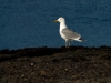 Mouette