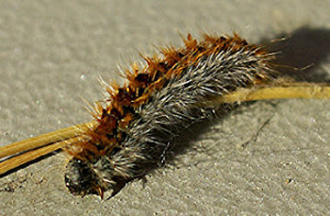 chenille_pin